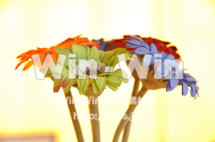 造花のカラフルガーベラの写真素材 W-000830