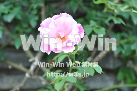 バラの写真素材 W-001259