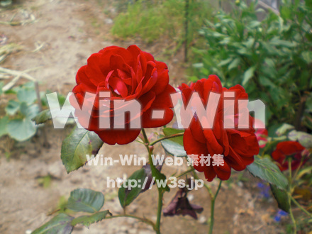 バラの写真素材 W-001373