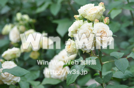 バラの写真素材 W-001314