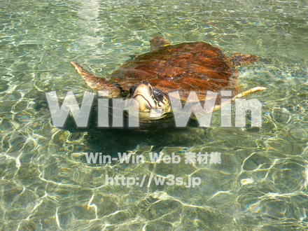 かめの写真素材 W-000900