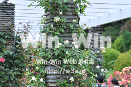 バラの写真素材 W-001261