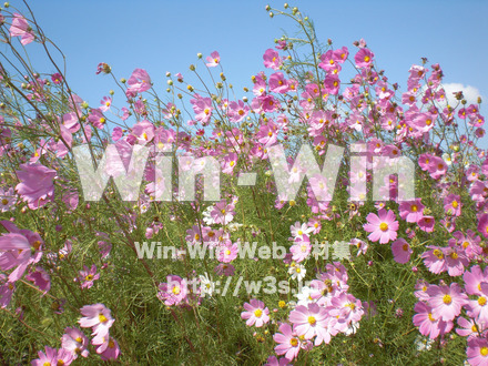 コスモスの写真素材 W-001247