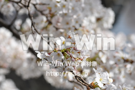 桜の写真素材 W-001452