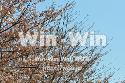 桜の写真素材 W-001470