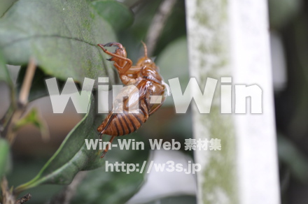 蝉の抜け殻の写真素材 W-000903