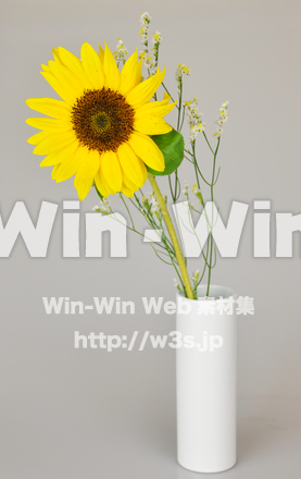 ひまわりの写真素材 W-000083