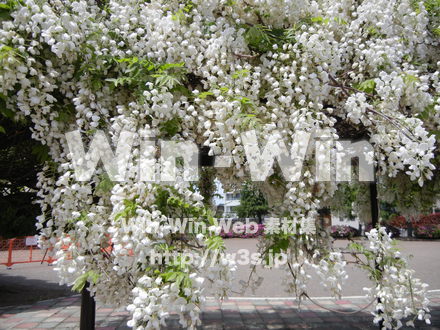 藤の写真素材 W-000187