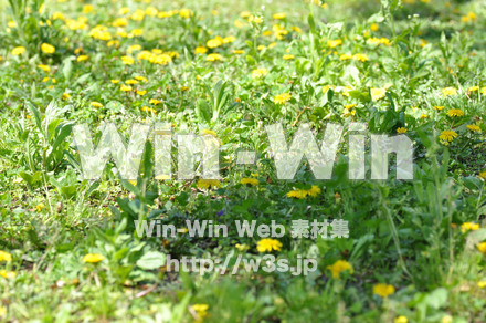 たんぽぽの写真素材 W-000142