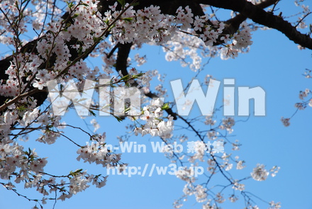 桜の写真素材 W-001495