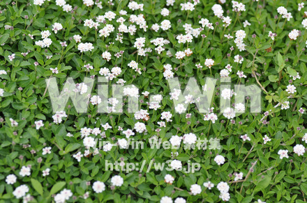 バラの写真素材 W-001354