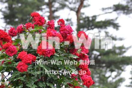 バラの写真素材 W-001272