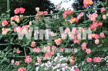 バラの写真素材 W-001343