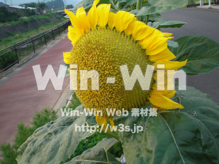 ひまわりの写真素材 W-000117