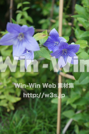 桔梗の写真素材 W-000261