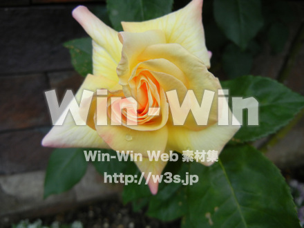 バラの写真素材 W-001407