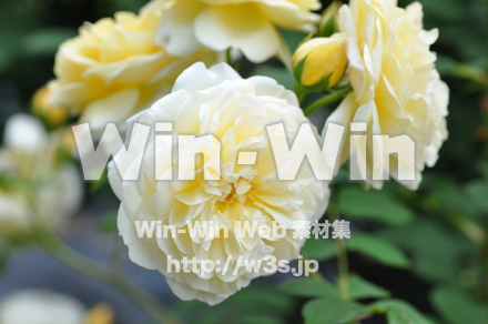 バラの写真素材 W-001348