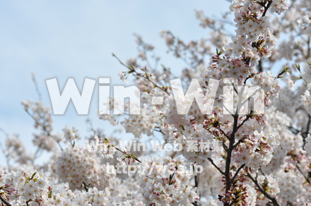 桜の写真素材 W-001464