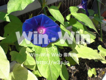 あさがおの写真素材 W-000026