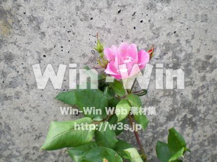 バラの写真素材 W-001378