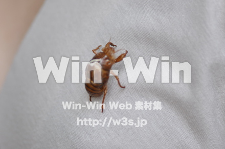 蝉の抜け殻の写真素材 W-000905