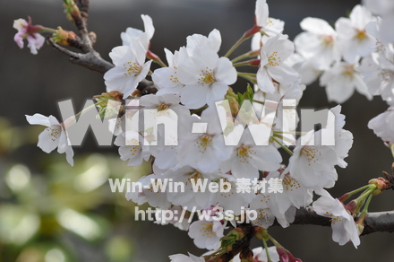 桜の写真素材 W-001466