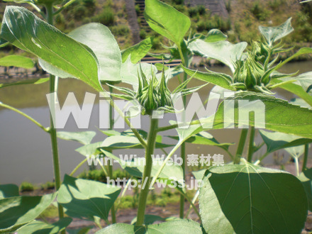 ひまわりの写真素材 W-000107