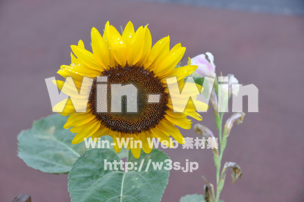 ひまわりの写真素材 W-000090