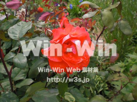 バラの写真素材 W-001362