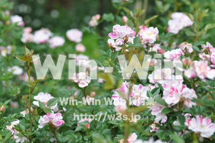 バラの写真素材 W-001337