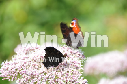 蝶の写真素材 W-001643