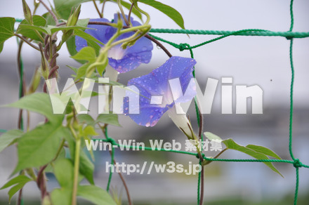 あさがおの写真素材 W-000042