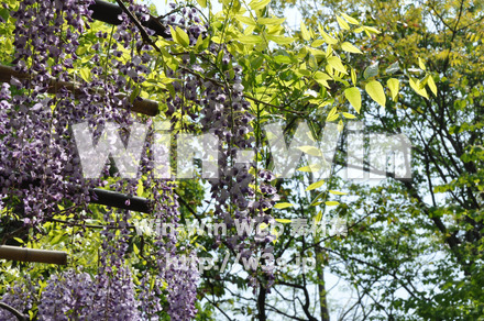 藤の写真素材 W-000199