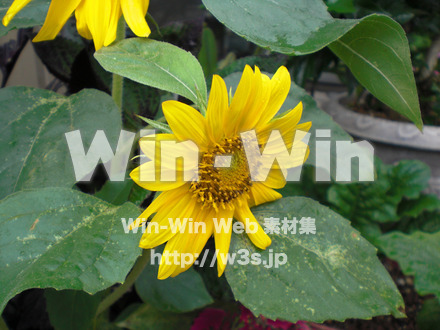 ひまわりの写真素材 W-000110