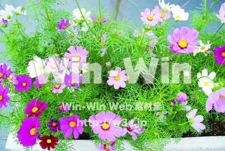 コスモスの写真素材 W-001256