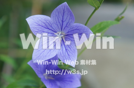 桔梗の写真素材 W-000266