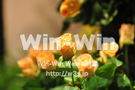 バラの写真素材 W-001267