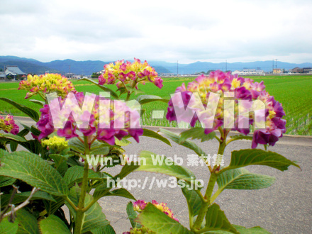 紫陽花の写真素材 W-001737