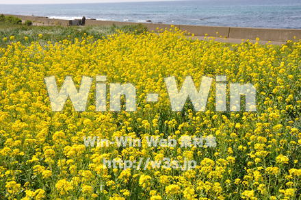 菜の花の写真素材 W-001065