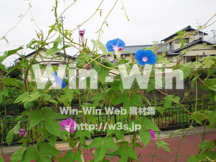 あさがおの写真素材 W-000034