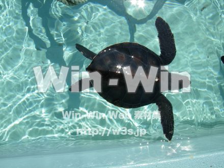 かめの写真素材 W-000894