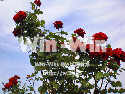 バラの写真素材 W-001375