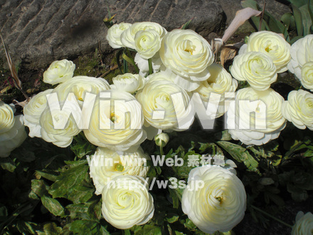 バラの写真素材 W-001365