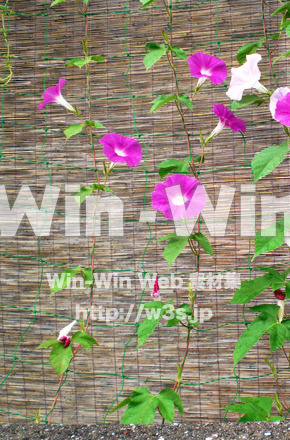 あさがおの写真素材 W-000028