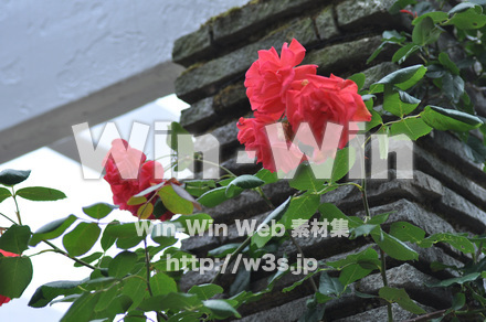 バラの写真素材 W-001321