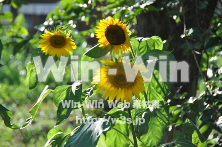 ひまわりの写真素材 W-000070