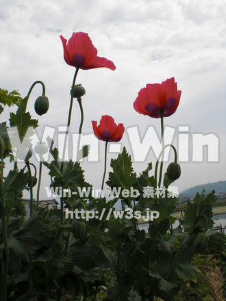 ポピーの写真素材 W-000272