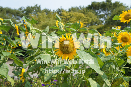 ひまわりの写真素材 W-000085