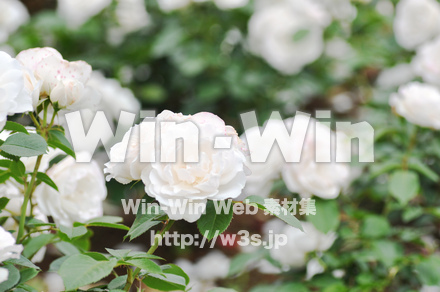 バラの写真素材 W-001276