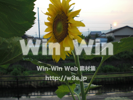 ひまわりの写真素材 W-000113